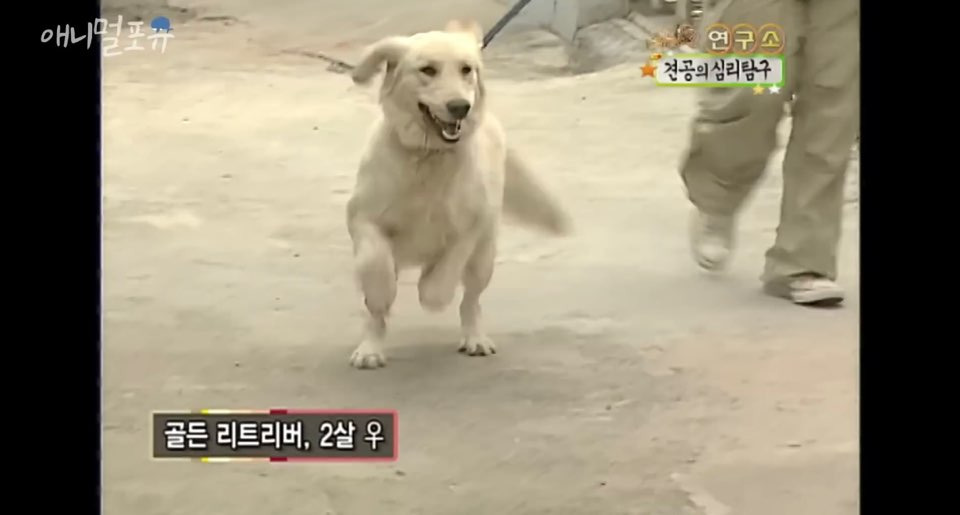 강아지들은 모든 공을 좋아할까? | 인스티즈