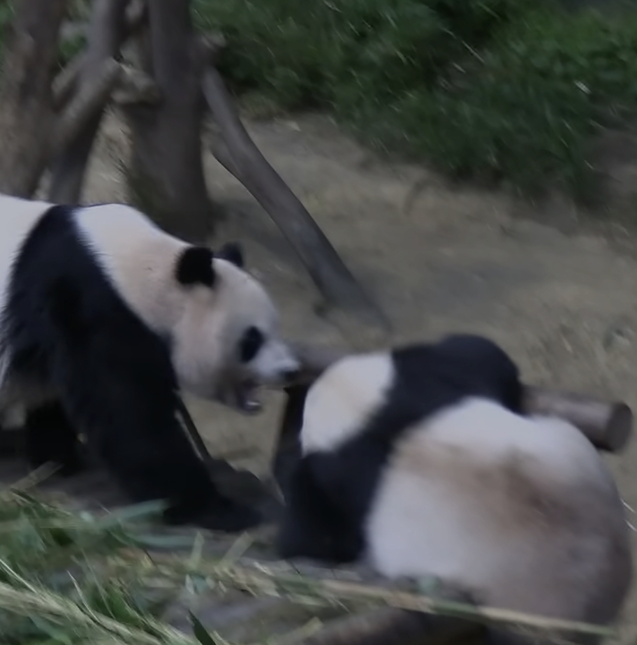 맹수소리내는 아이바오🐼 | 인스티즈