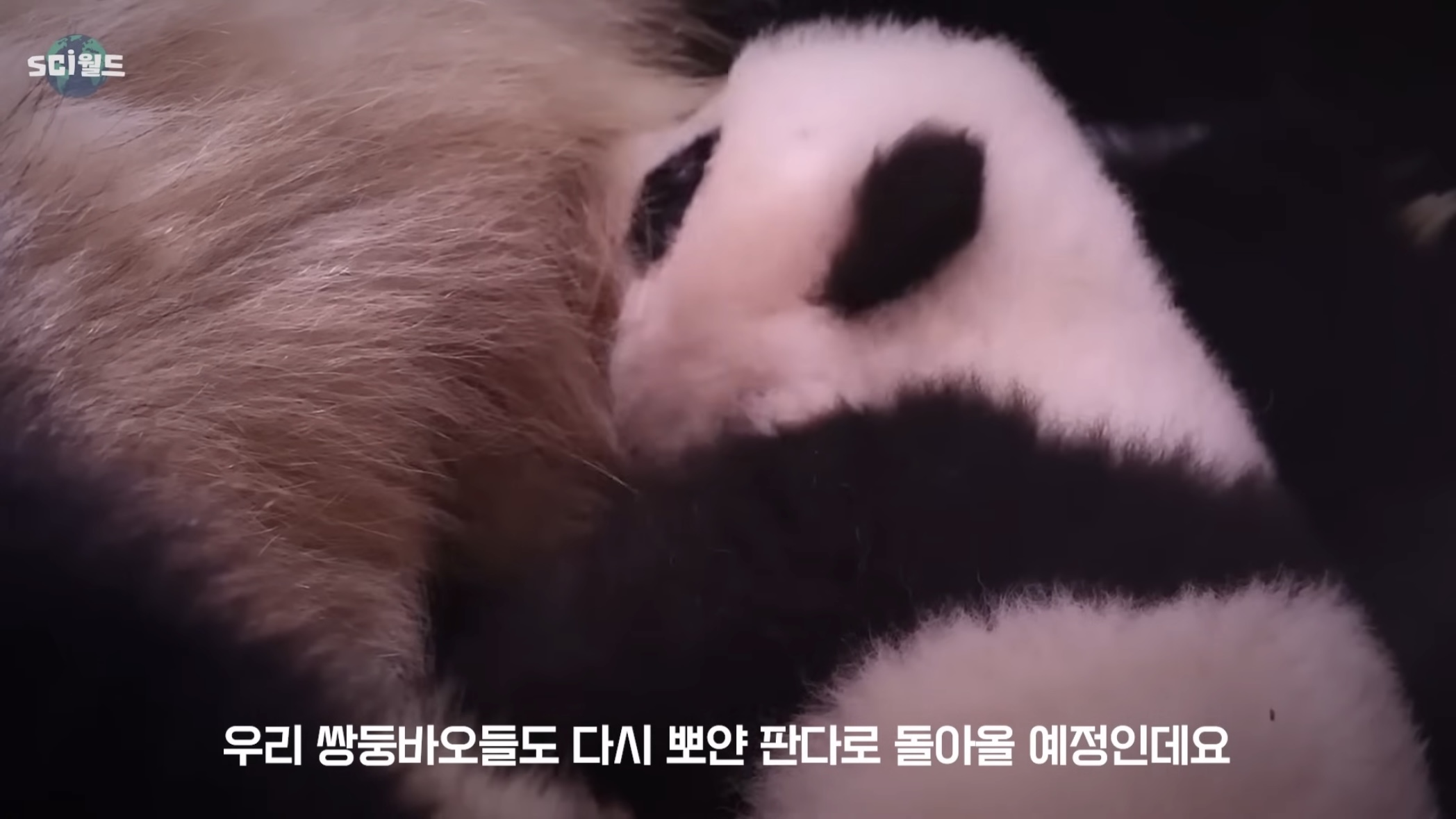 아기 판다들이 꼬질한 이유 | 인스티즈