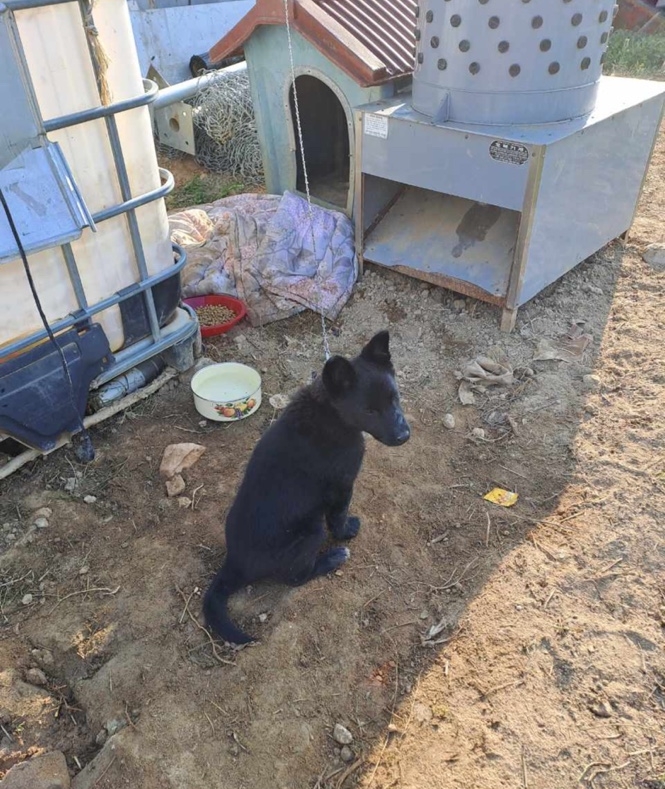 계룡시 끊이지 않는 강아지 학대를 도와주세요... | 인스티즈