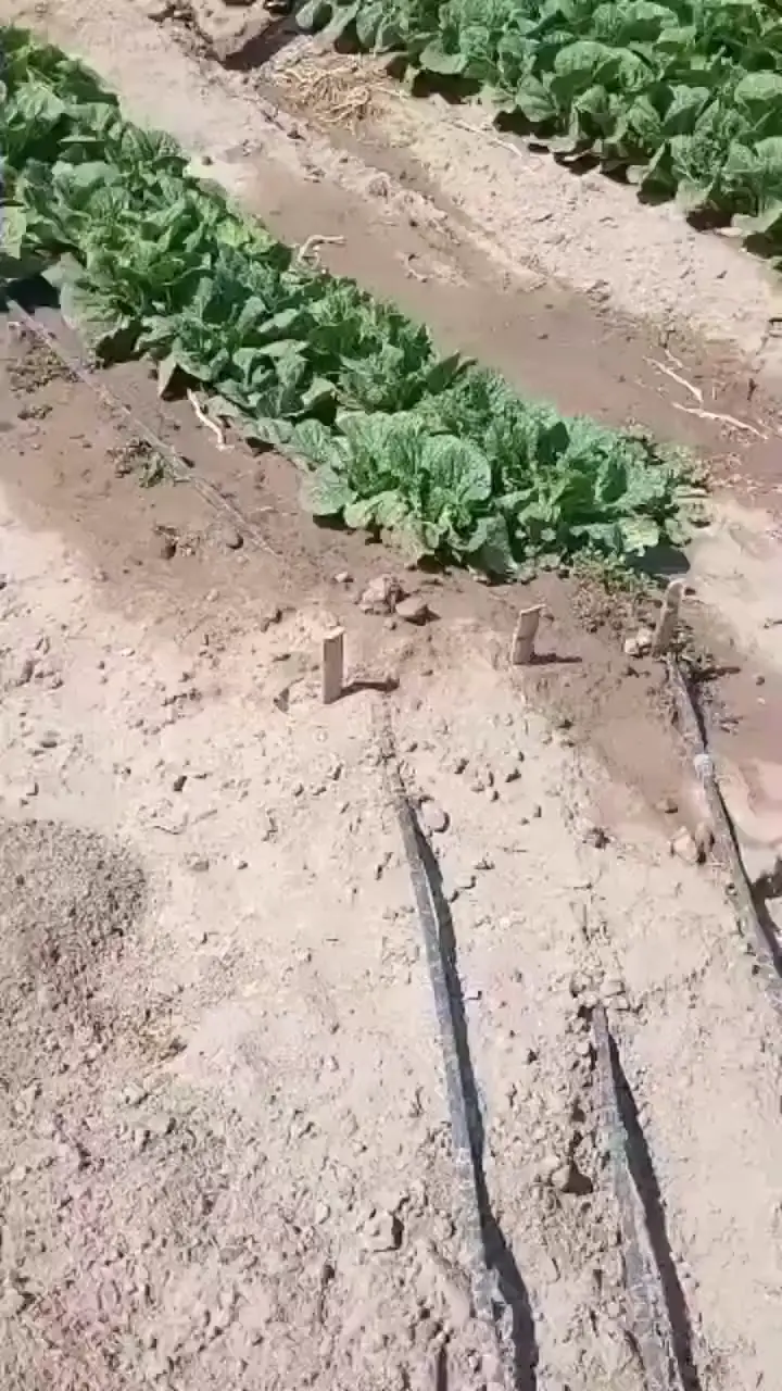 두더지한테 밭 털리는 순간 포착.gif | 인스티즈