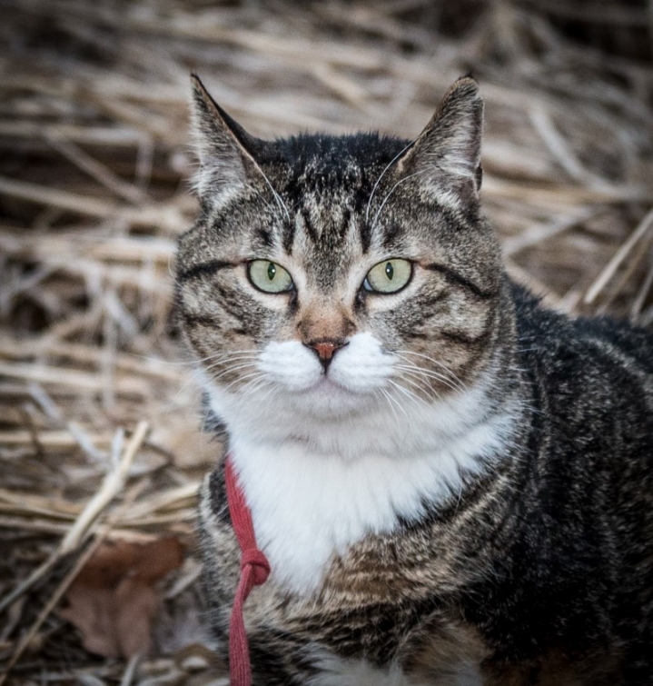 조선왕조 최초의 폭군과 고양이 그리고 | 인스티즈