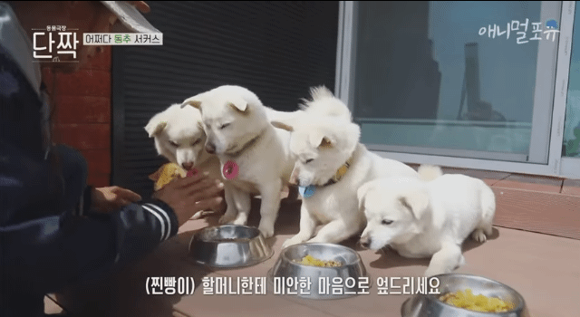 겁나 재밌게 사는 할아버지와 냥댕이들ㅋㅋㅋ.gif | 인스티즈