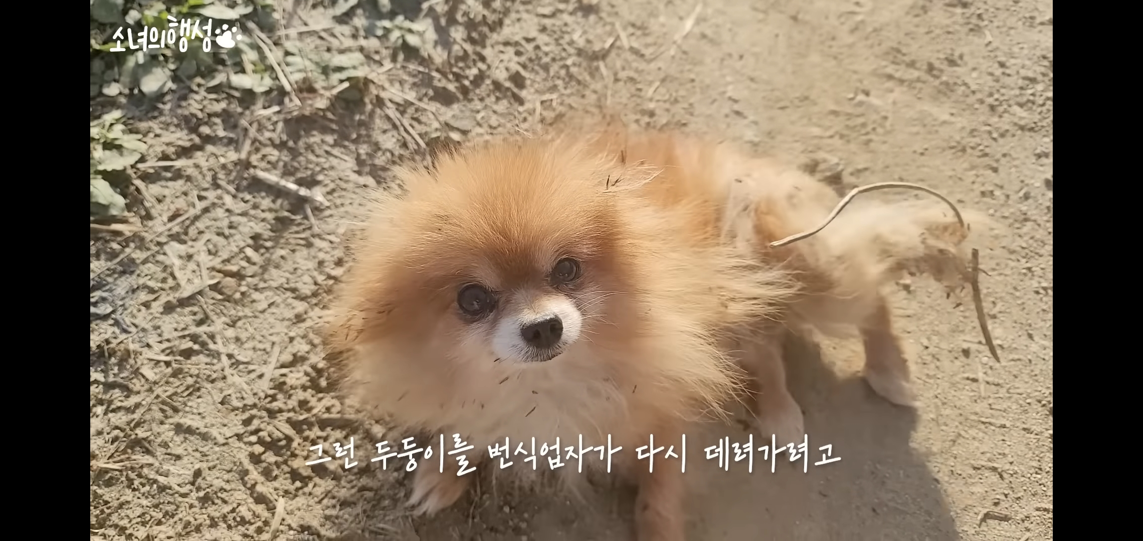 번식장에서 강아지 구조 후 치료했더니 절도죄로 고소당한 유튜버.jpg | 인스티즈