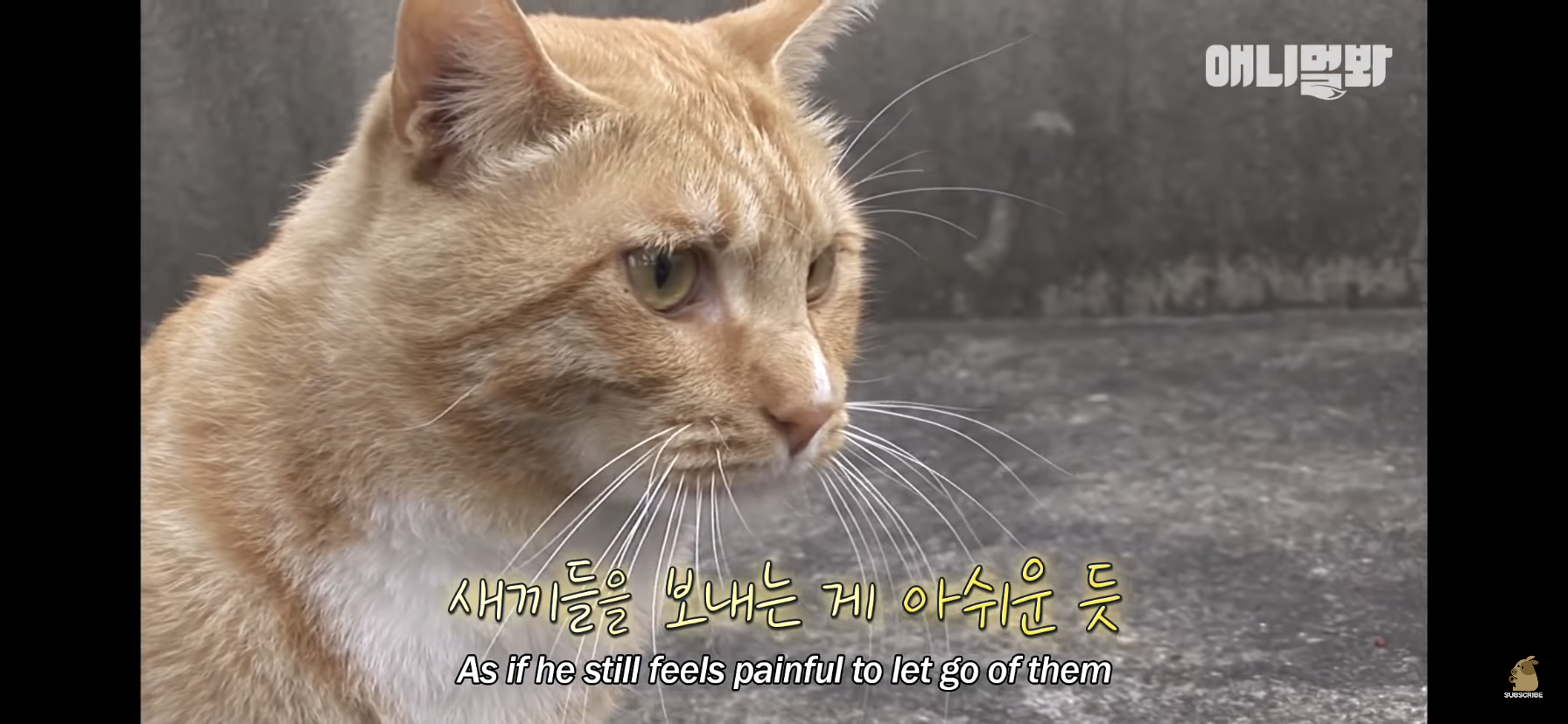 길고양이 목에 쪽지를 달자 생긴 영화같은 일 | 인스티즈