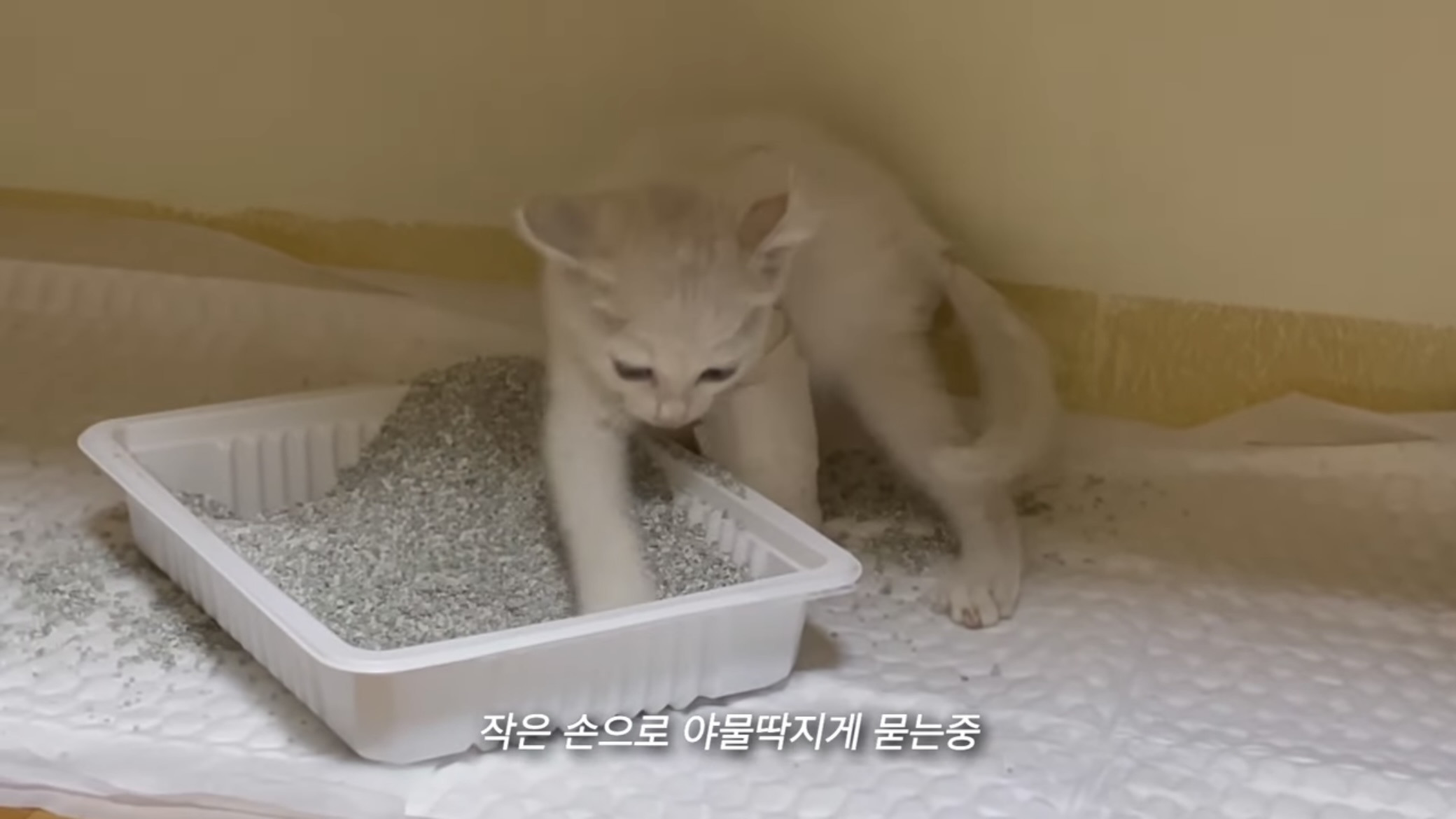 언니가 다리다친 아기고양이를 주워왔다 | 인스티즈