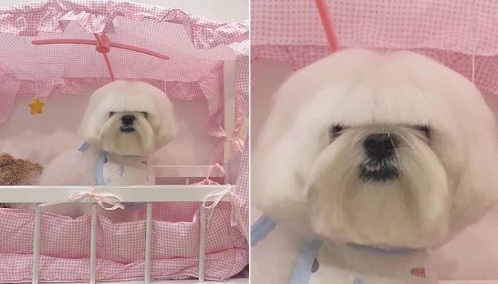 펫샵 NO! 유기견 입양한 연예인들 | 인스티즈