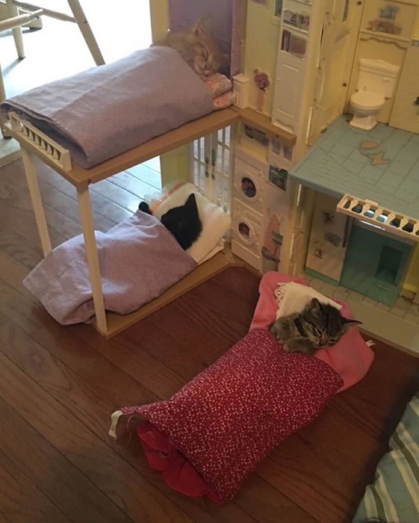 토요일의 고양이를 좋아하세요? | 인스티즈