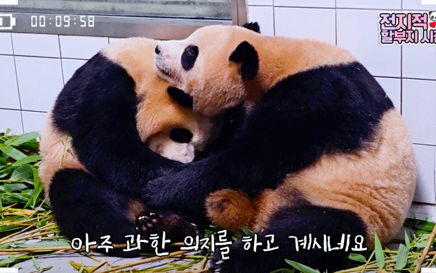 서로 알콩달콩 사이좋은 루이 후이바오 🐼 | 인스티즈