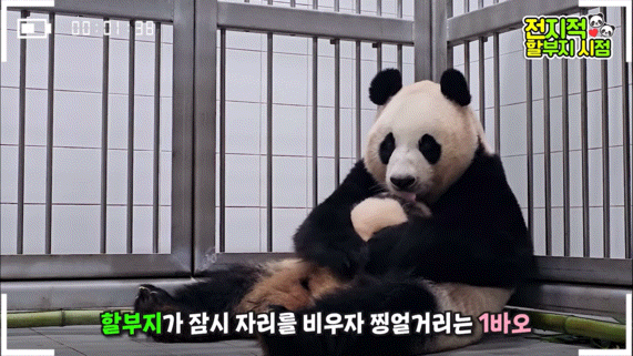 공동육아의 개념을 아는듯한 이뻐이뻐 아이바오🐼 | 인스티즈