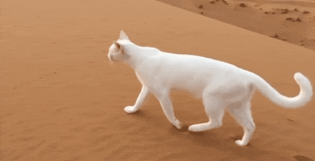 [hahaha] 뚱땅이 걸음걸이가 정말 특이하다는걸 한눈에 알아볼수있는 짤🐾 | 인스티즈