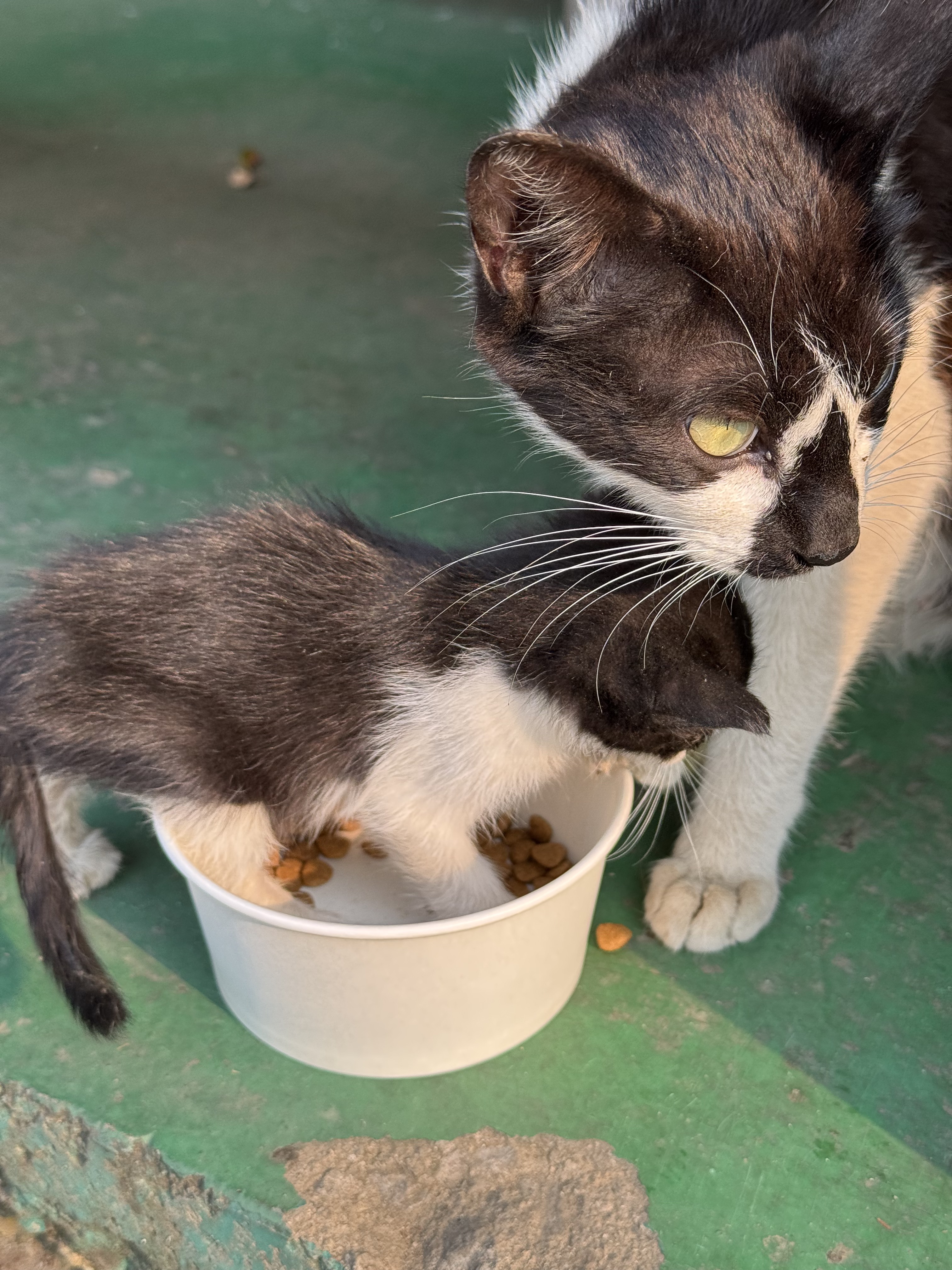 공장 고양 낳았는데 이거 봐... | 인스티즈