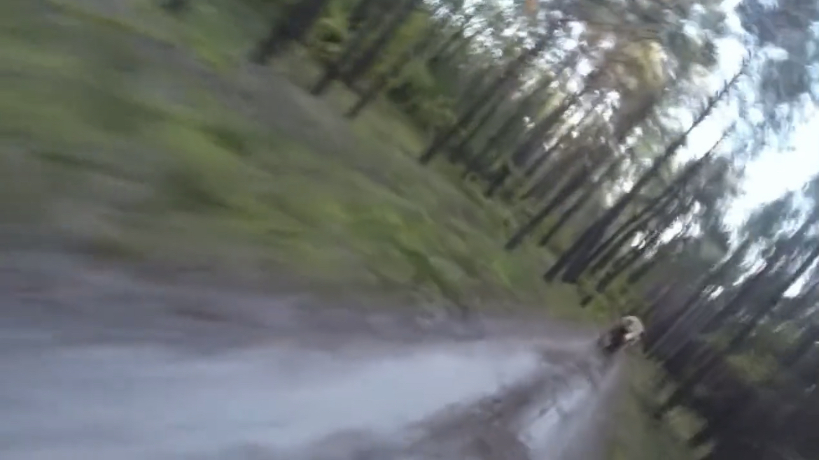 산악자전거를 타던 중에 곰을 만난 트위터리안..twt | 인스티즈