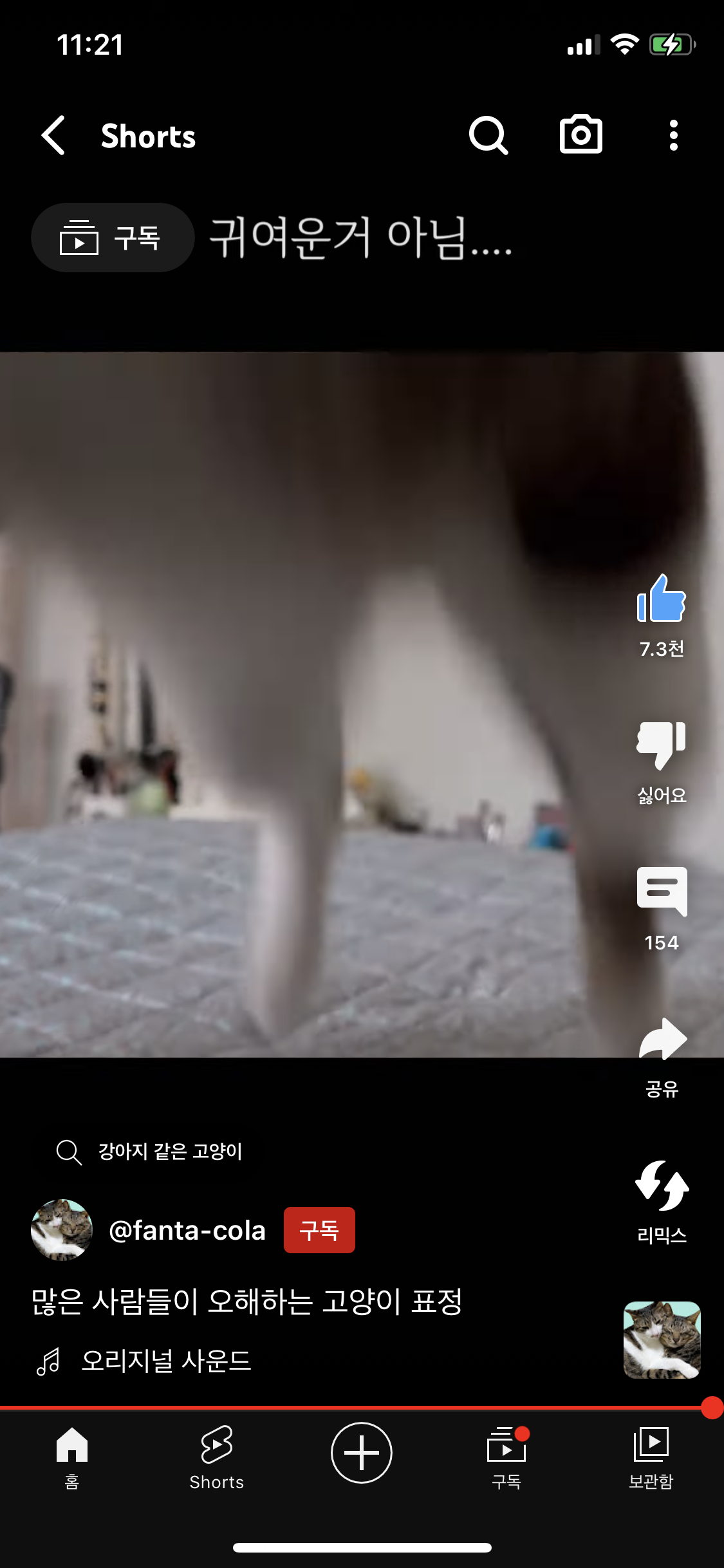 많운 사람들이 오해하는 고양이 표정 | 인스티즈