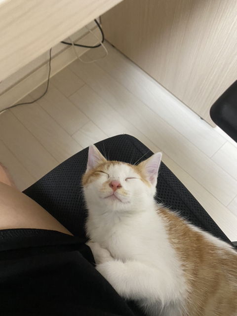 냥줍한지 한달 된 우리 고양이 보고가~!~! | 인스티즈