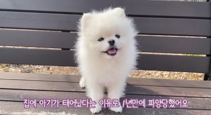 강아지가 두번이나 파양된 충격적인 이유.jpg | 인스티즈