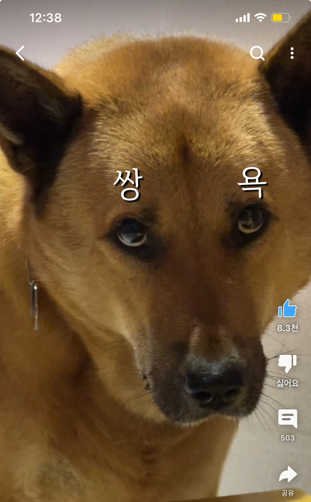착한강아지 이미지