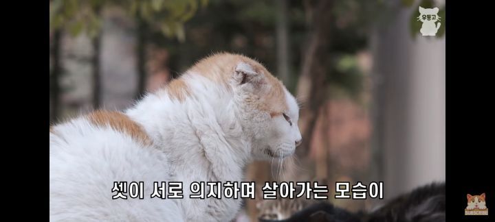 아깽이보다 100배는 만나기 어려운 묘르신들 | 인스티즈
