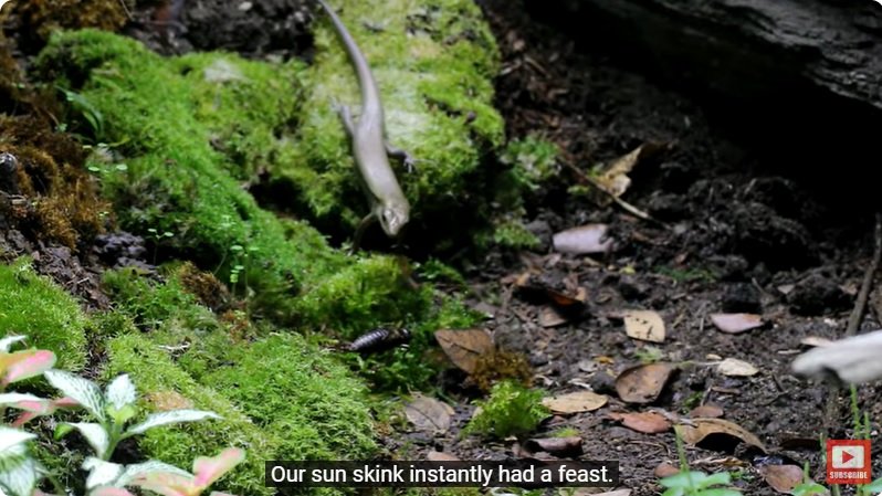 거대한 수조에 열대우림 환경을 조성해놓으면 생기는 일 - 4 | 인스티즈