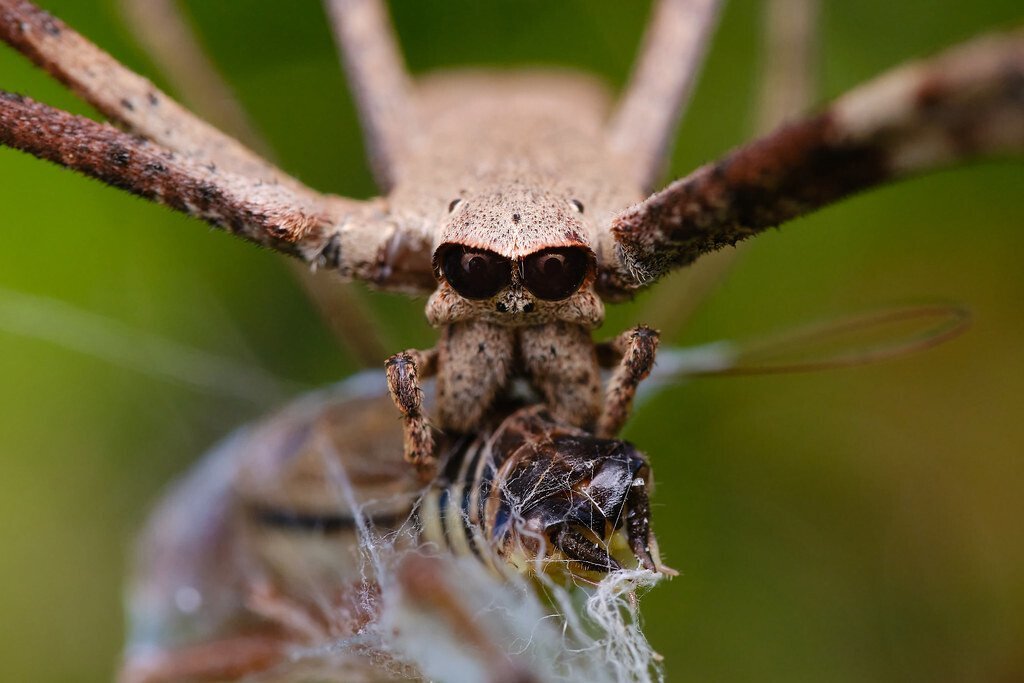 신기한 거미들 | 인스티즈