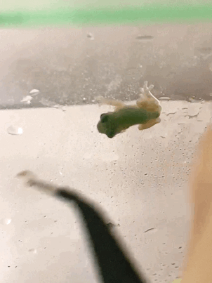 💚청개구리 키우면서 알게된 TMI💚 | 인스티즈