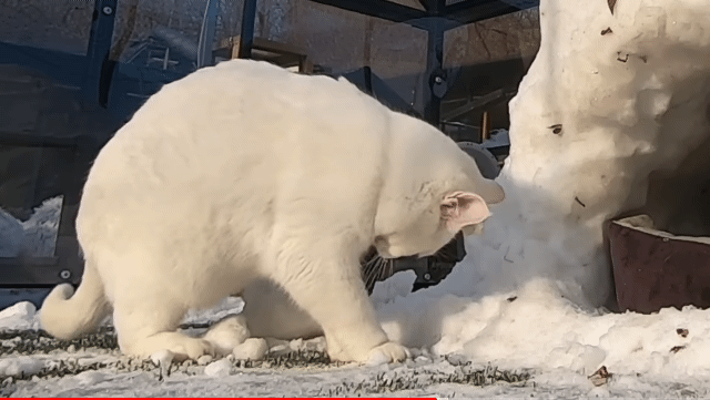 눈으로 집 만들어줬는데 갑자기 싸우는 하하하네 고양이들.gif | 인스티즈