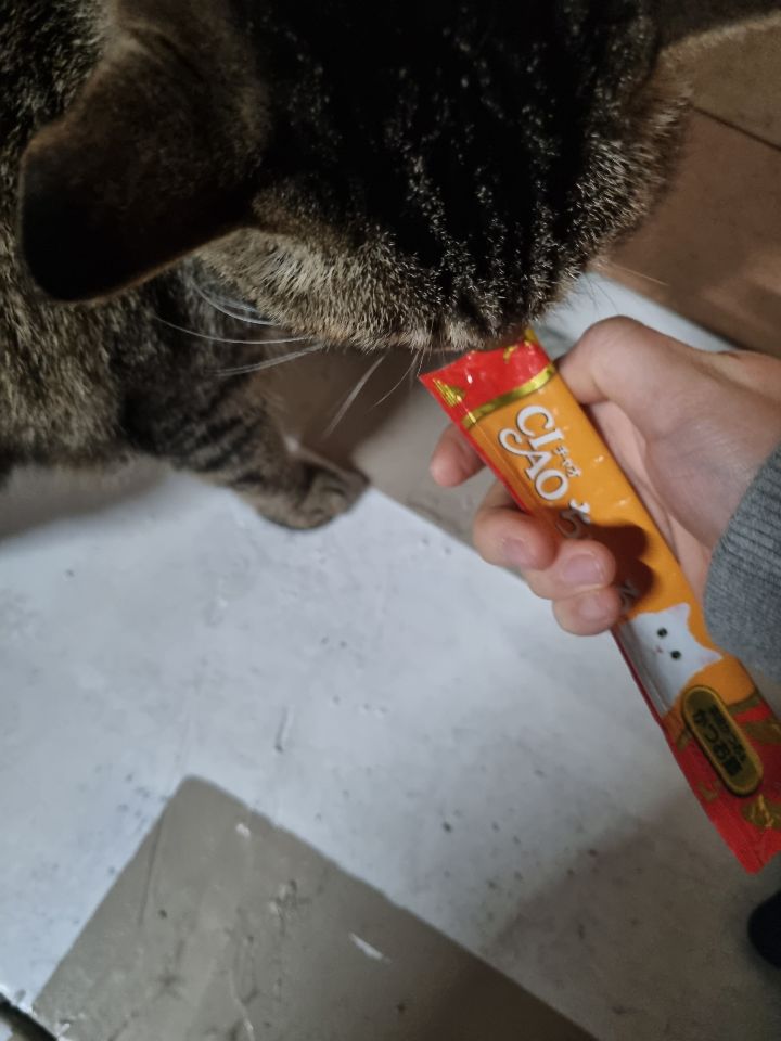 주차장에 버려진 고양이 | 인스티즈