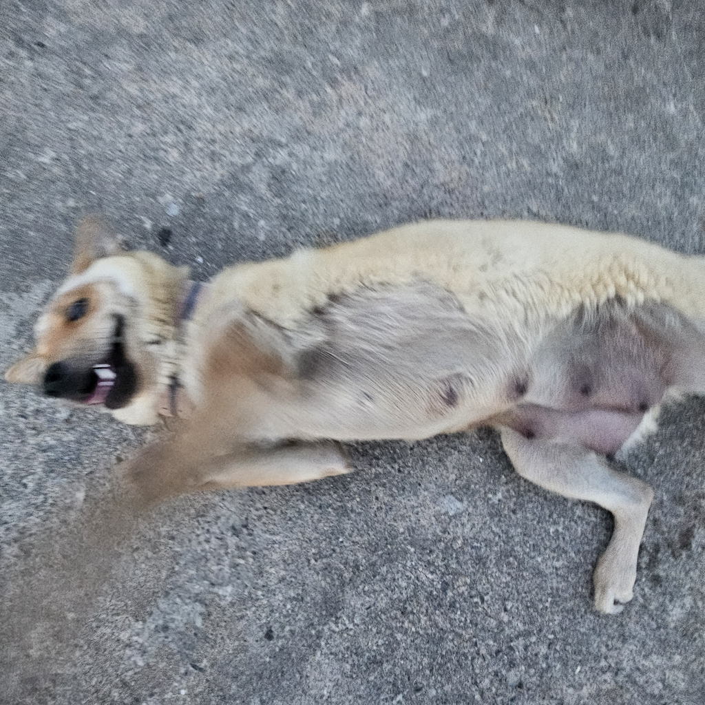 [입양홍보] 개장수에게 팔렸다 되찾아온 방치견 진순이·진돌이, 평생 가족을 찾아요! (부산/울산/전국) | 인스티즈