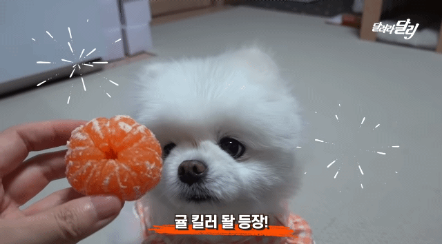강아지도 양치 후 먹는 귤이 입에 쓸까? .gif | 인스티즈