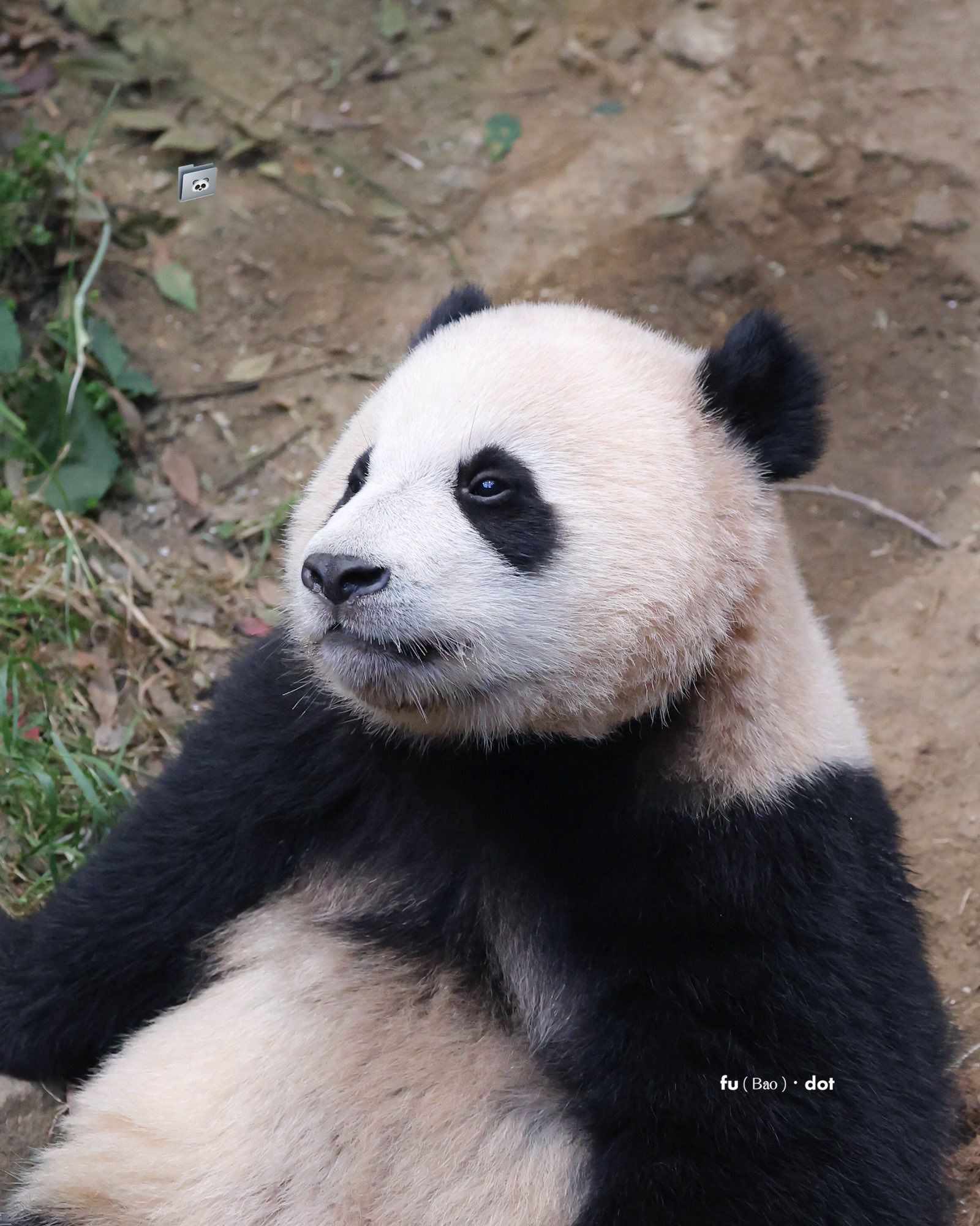 러심후난 (러바오 심은 데 후이바오 난다)🐼 | 인스티즈