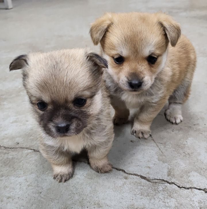 (공지라니... ++추가)새로생긴 회사 복지.. 미쳐서 도저히 일을 못하겠네.. (추가....)++추가 | 인스티즈