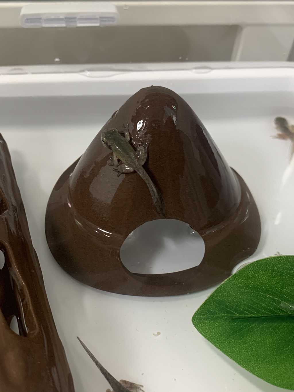 💚청개구리 키우면서 알게된 TMI💚 | 인스티즈