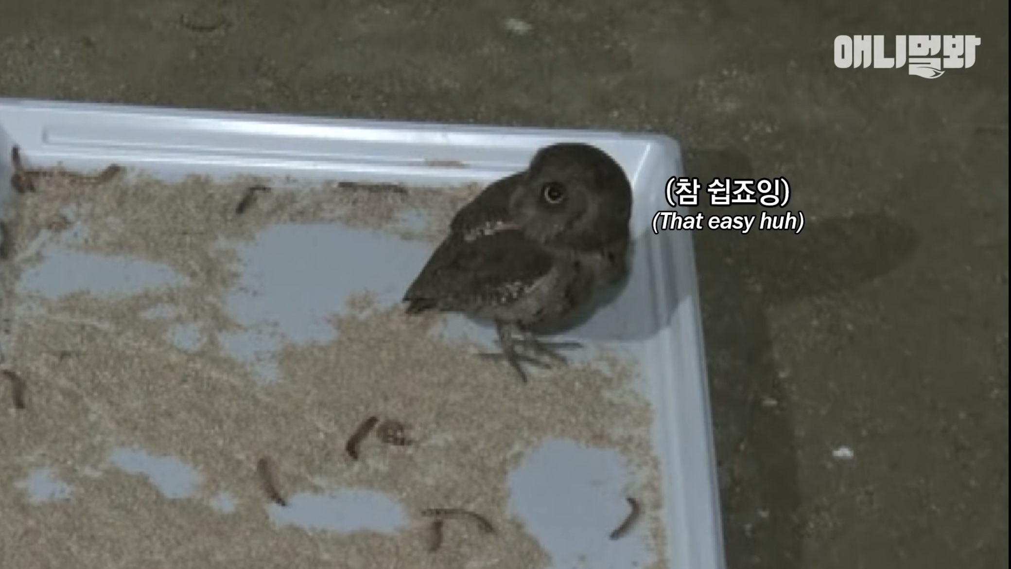 목숨을 구해준 아저씨 곁으로 자꾸 돌아오는 솔부엉이 "수리” 2편 | 인스티즈