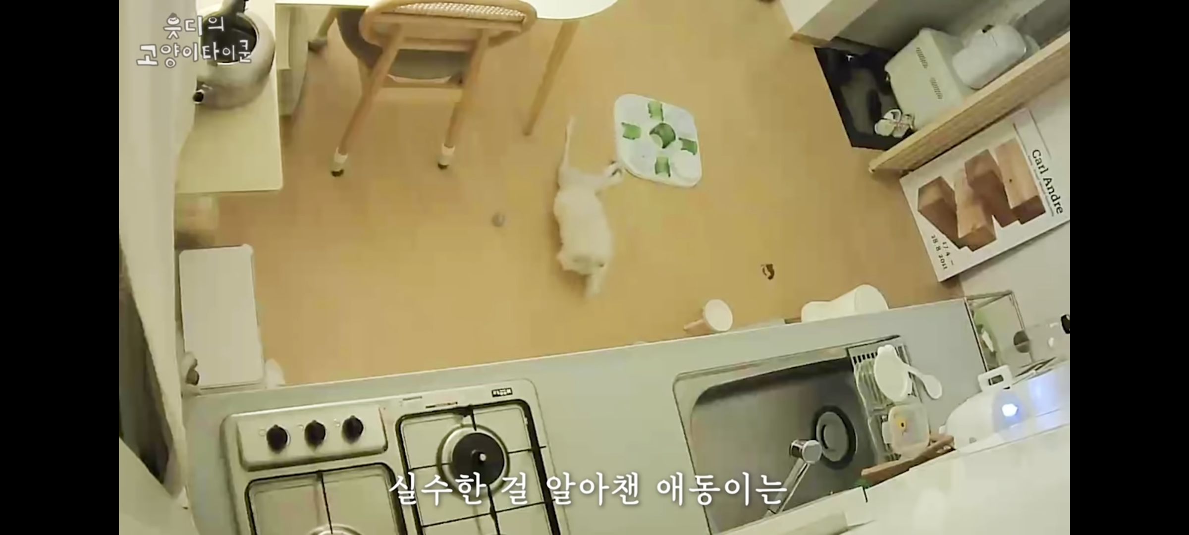 cctv보고 오열😭 응가실수하고 혼자 치우려는 고양이 | 인스티즈