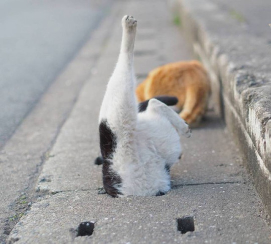 이 세계로 진입하는 길냥이들 | 인스티즈