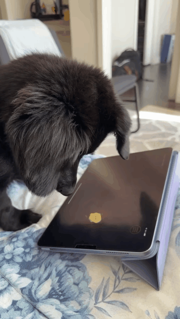 게임하는데 강아지가 너무 쳐다보길래 아이패드 줘봤더니 | 인스티즈