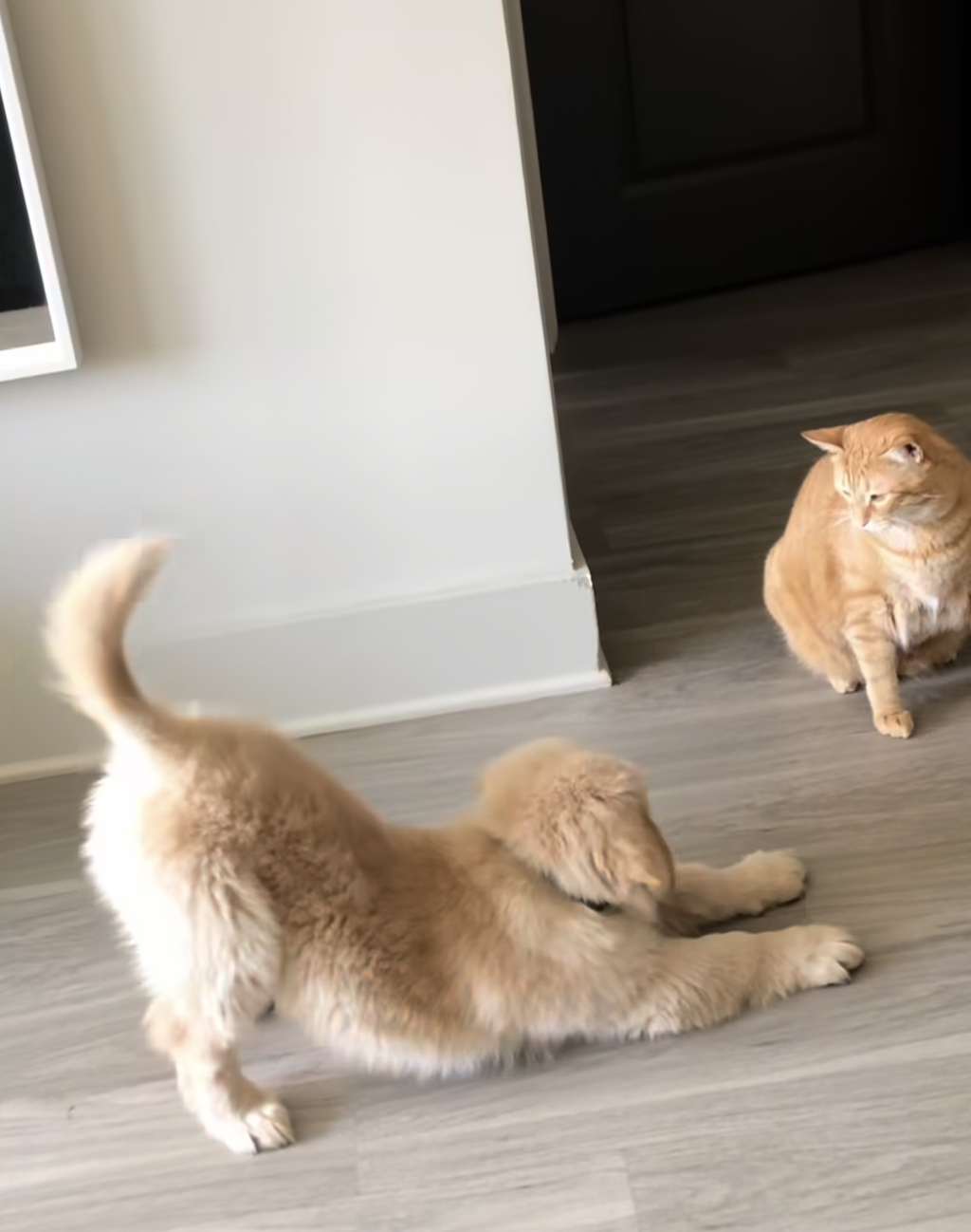 강쥐랑 고앵이랑 친해지는 과정 | 인스티즈