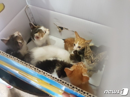 미신을 믿는 일부 한국인때문에 희생되는 동물 | 인스티즈