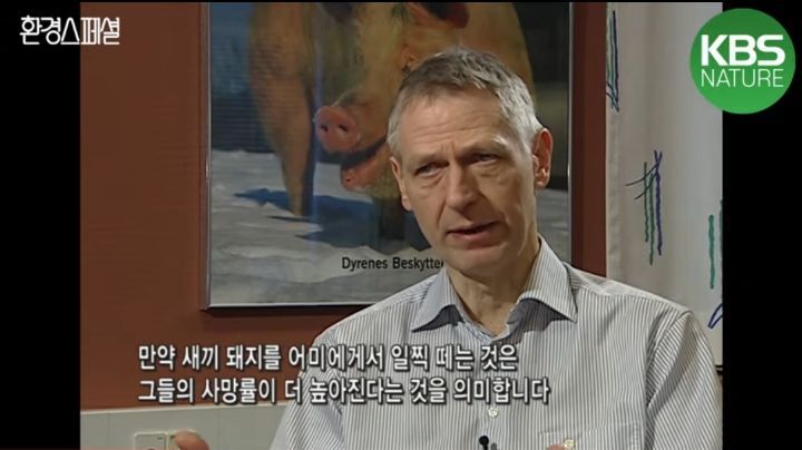 태어나자마자 바쁜 아기 돼지 (혐오주의) | 인스티즈