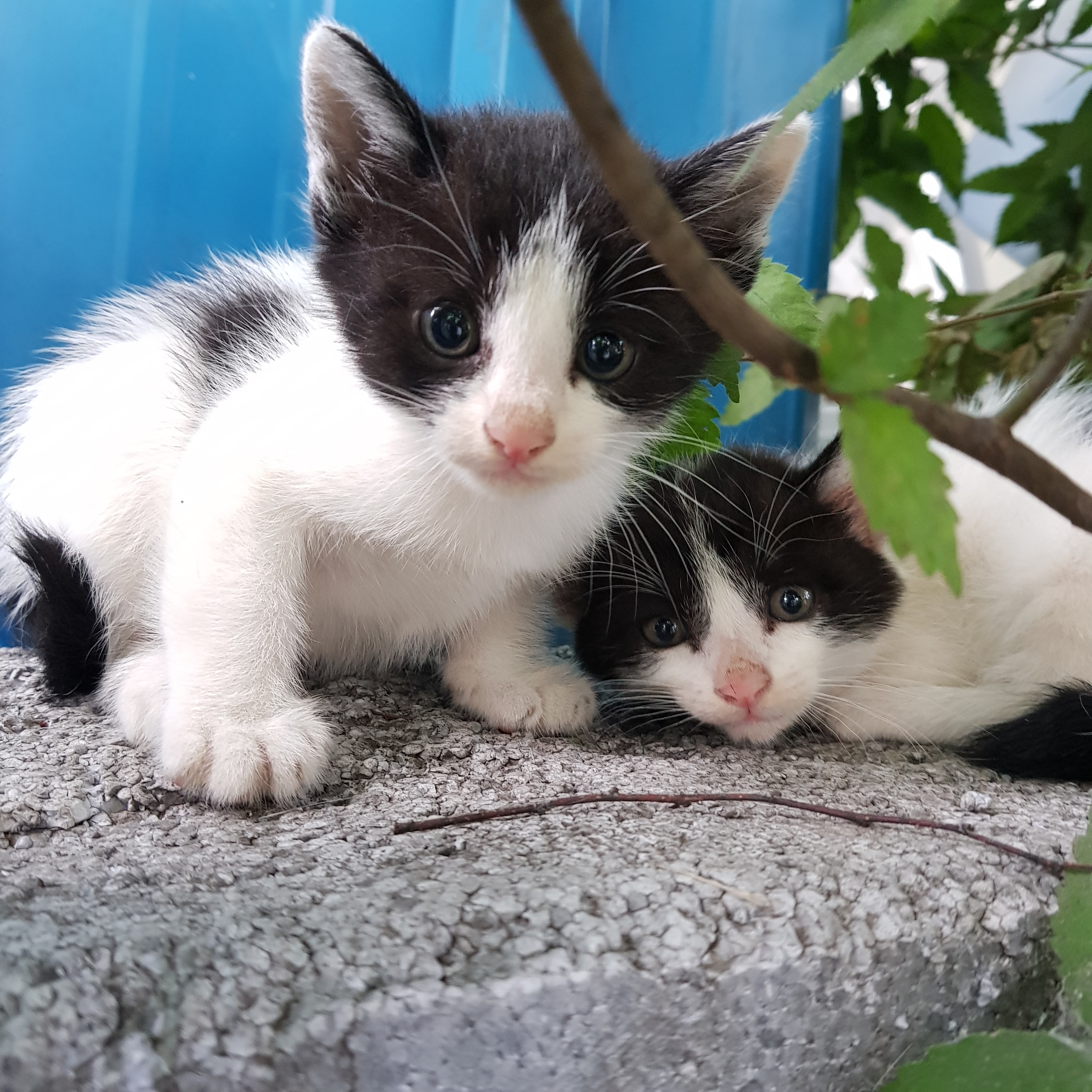 애기 길냥 얘 이러고 자는데...? 어케...? () | 인스티즈