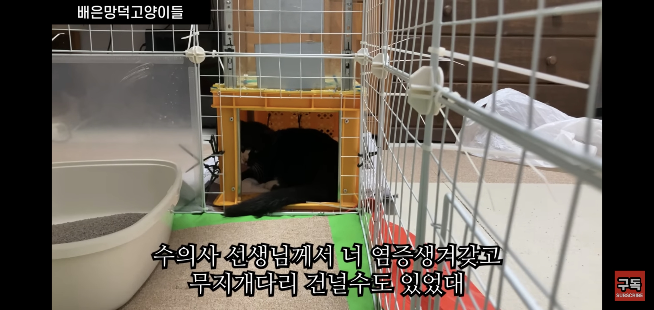 집 마당에 고양이가 나타나는 족족 다 잡아버리는 유튜버..jpg | 인스티즈