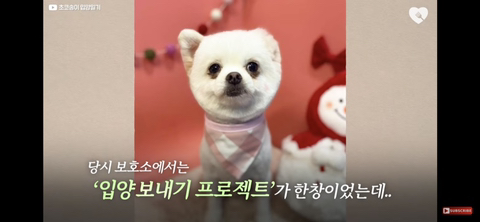 입양가는데 우는 강아지 | 인스티즈