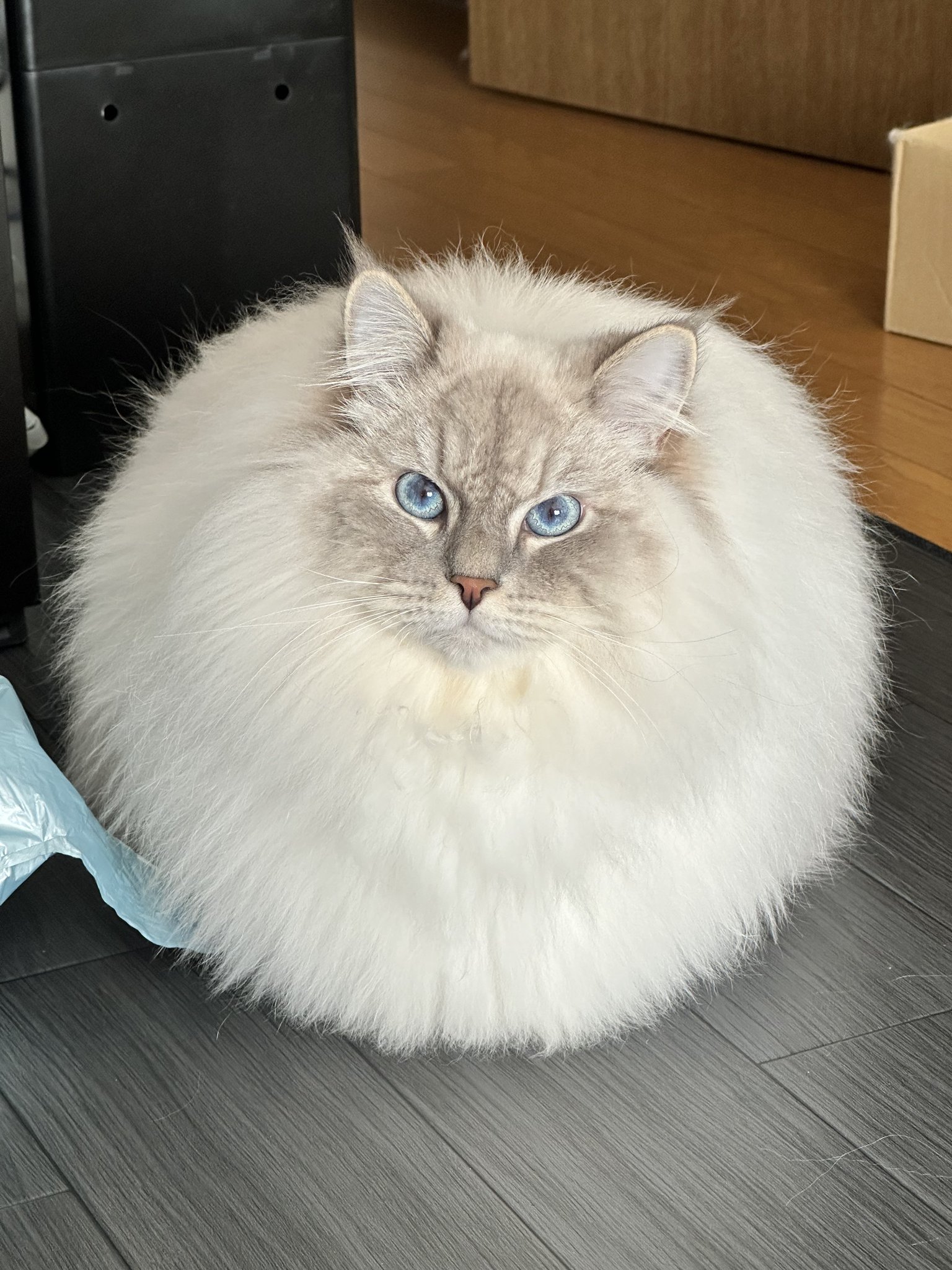 동그란 고양이 | 인스티즈