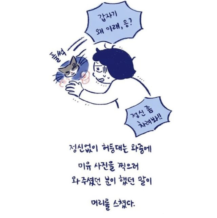 반려동물을 떠나보낸다는 것 | 인스티즈