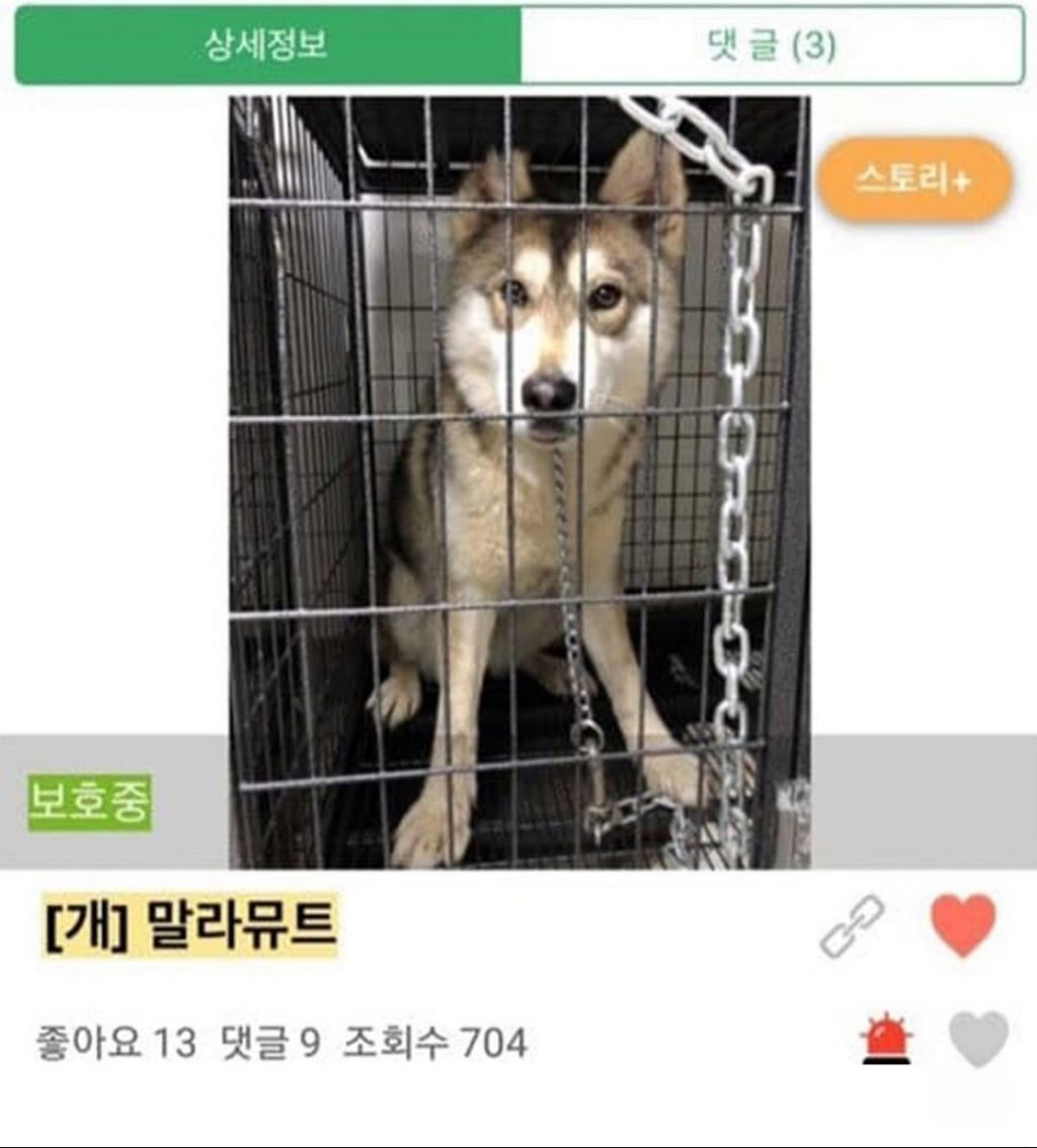 댕댕이 입양 전,후 사진 | 인스티즈