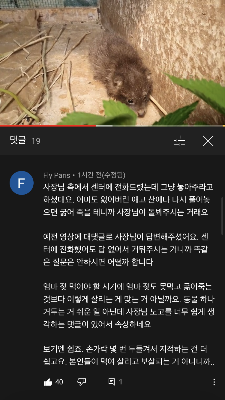 귀여운 너구리와 아기토끼 싸우지않고 같이 잘 지내요!!! | 인스티즈