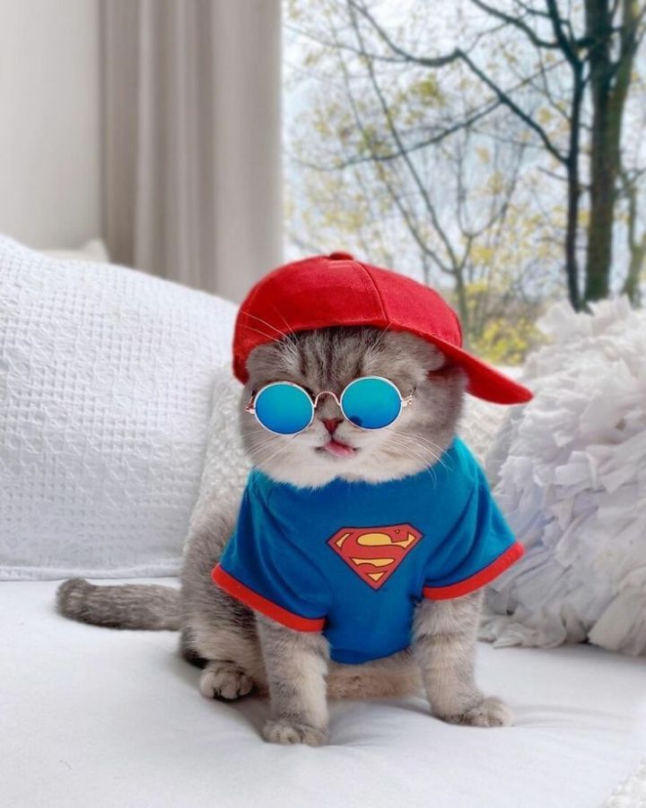 옷 잘입는 고양이 데일리패션 | 인스티즈