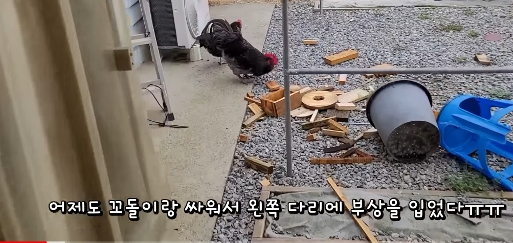 매맞는 삶을 살고있는 매탈남 근황 | 인스티즈