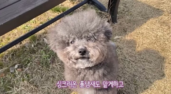 강아지가 두번이나 파양된 충격적인 이유.jpg | 인스티즈