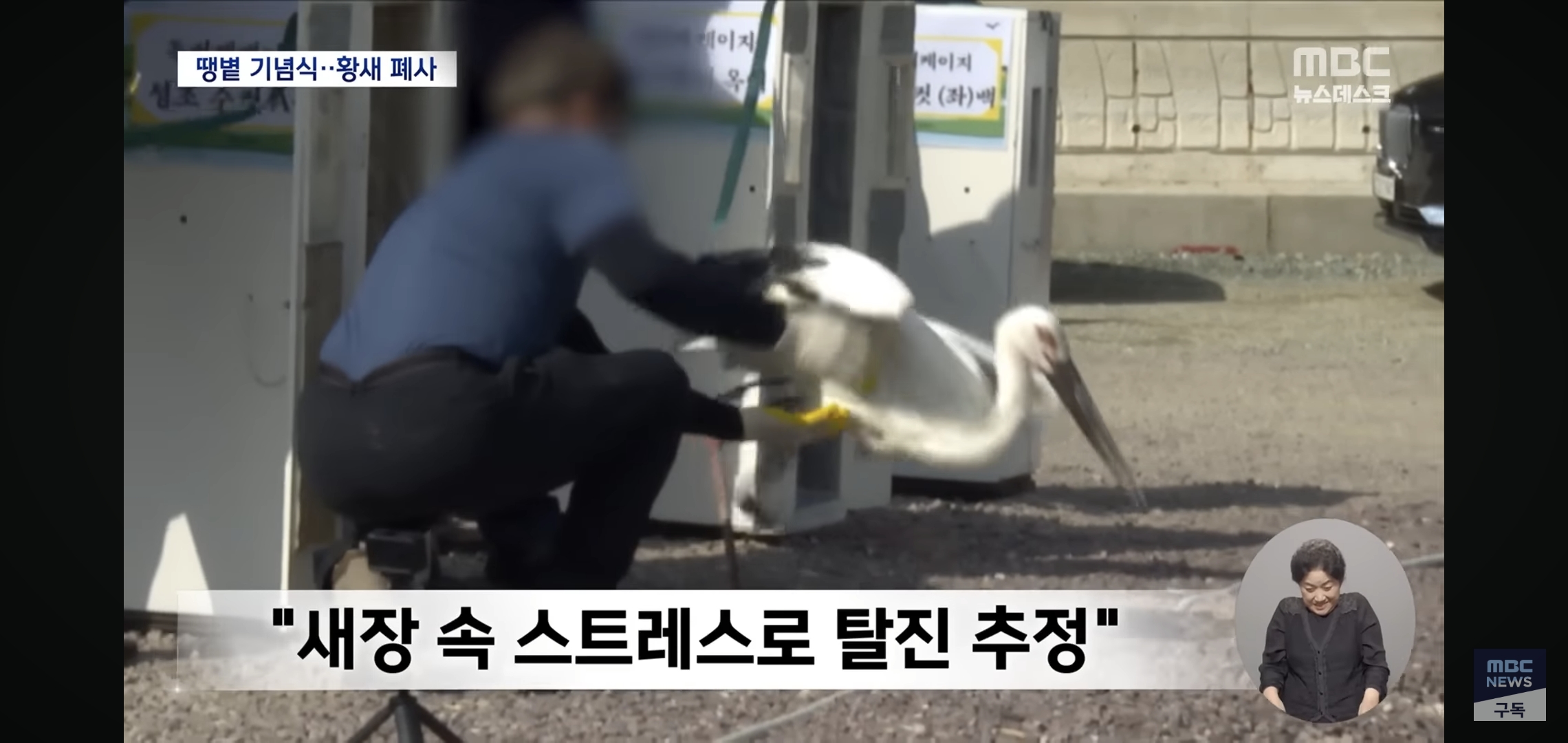 현재 환멸난다고 난리난 황새 폐사 사건.. 황새 폐사 직전 모습.gif | 인스티즈